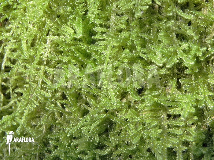 Hypnum cupressiforme &lsquo;Moss on tree&rsquo;