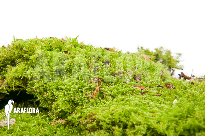 Hypopterygium species