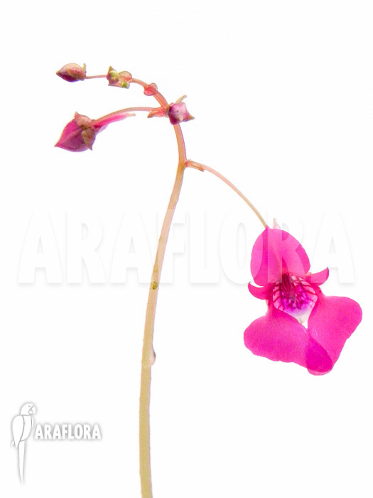 Impatiens columbaria