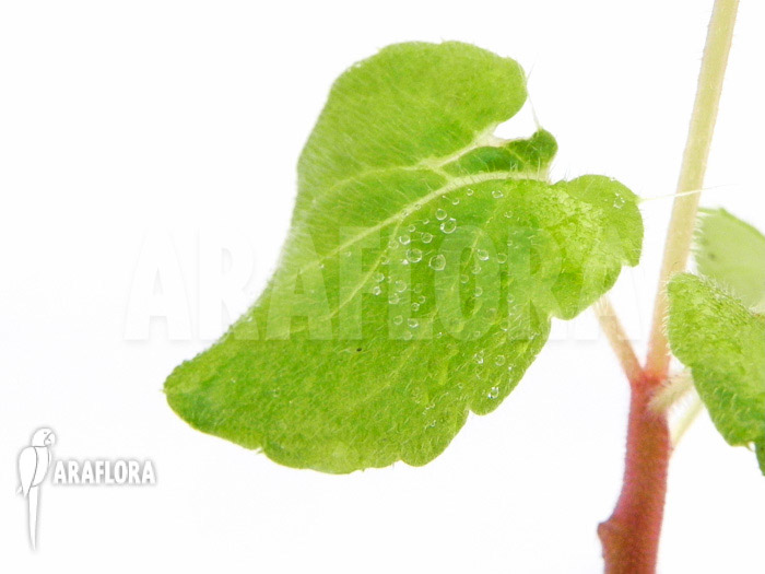 Impatiens columbaria