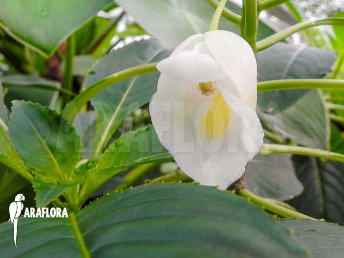 Impatiens kerriae flower