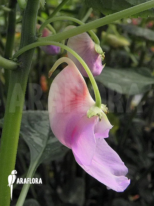 Impatiens mackeyana