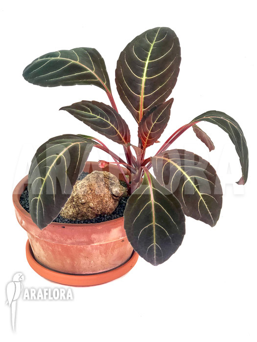 Impatiens phengklaii &lsquo;L&rsquo;