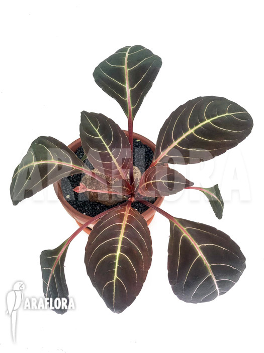 Impatiens phengklaii &lsquo;L&rsquo;