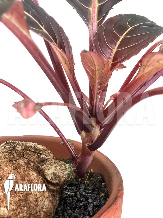 Impatiens phengklaii &lsquo;L&rsquo;