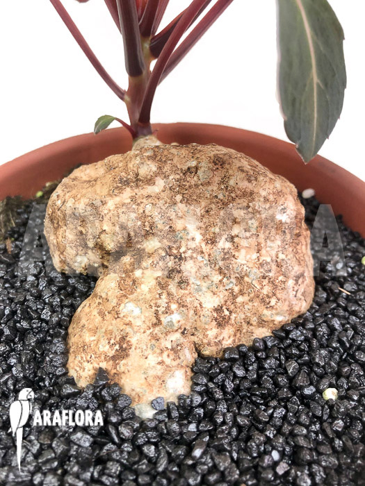 Impatiens phengklaii &lsquo;L&rsquo;