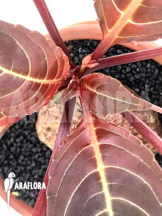 Impatiens phengklaii &lsquo;L&rsquo;