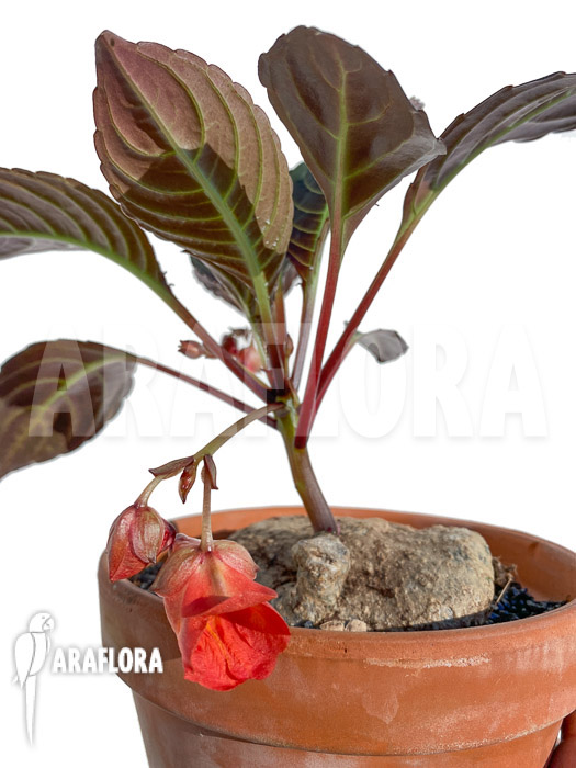 Impatiens phengklaii &lsquo;L&rsquo;