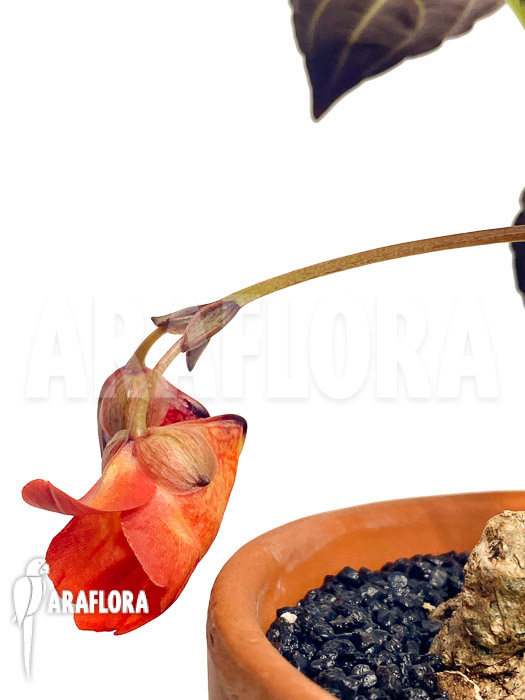 Impatiens phengklaii &lsquo;M&rsquo;