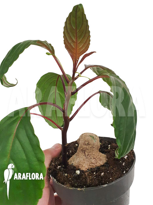 Impatiens phengklaii &lsquo;M&rsquo;