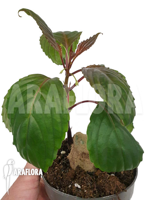 Impatiens phengklaii &lsquo;M&rsquo;