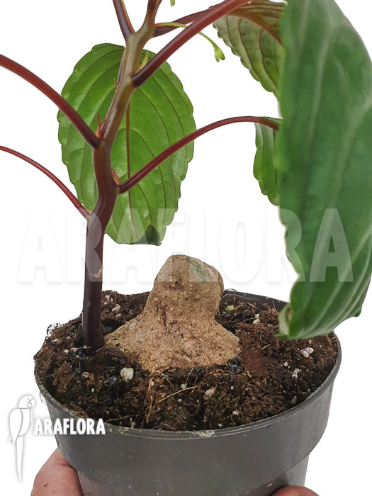 Impatiens phengklaii &lsquo;M&rsquo;