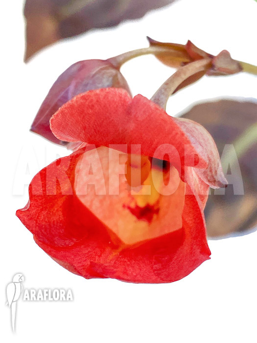 Impatiens phengklaii &lsquo;M&rsquo;