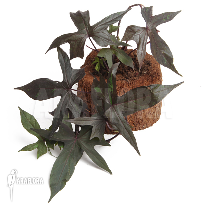 Ipomea batatas &lsquo;Black&rsquo;