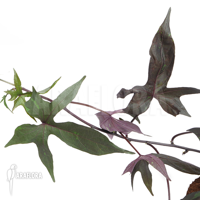 Ipomea batatas &lsquo;Black&rsquo;