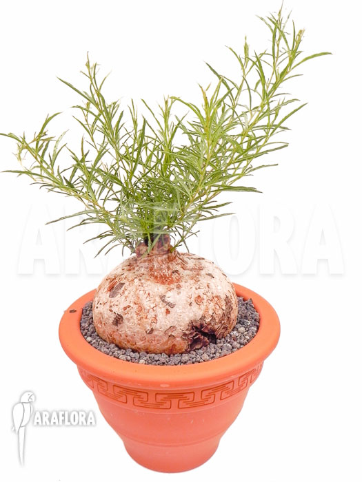 Ipomoea bolusiana XL