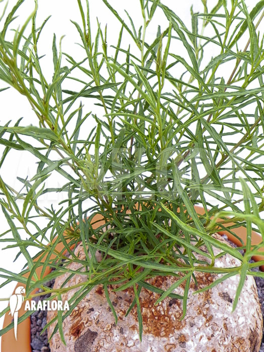 Ipomoea bolusiana XL