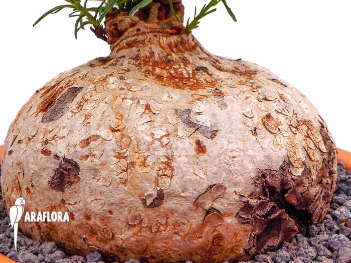 Ipomoea bolusiana XL