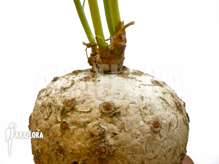 Jatropha berlandieri