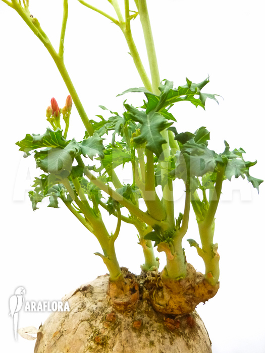 Jatropha berlandieri