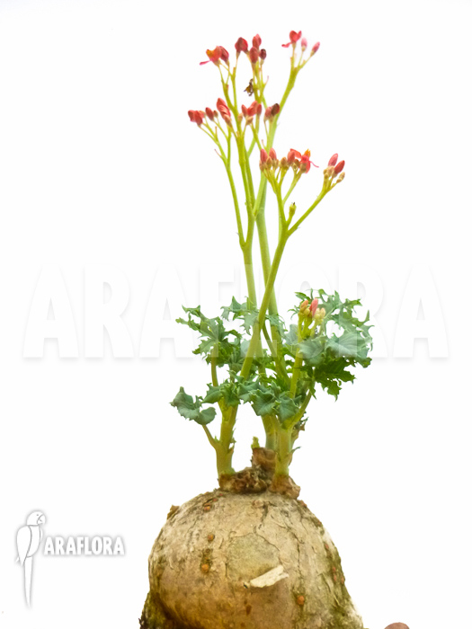 Jatropha berlandieri