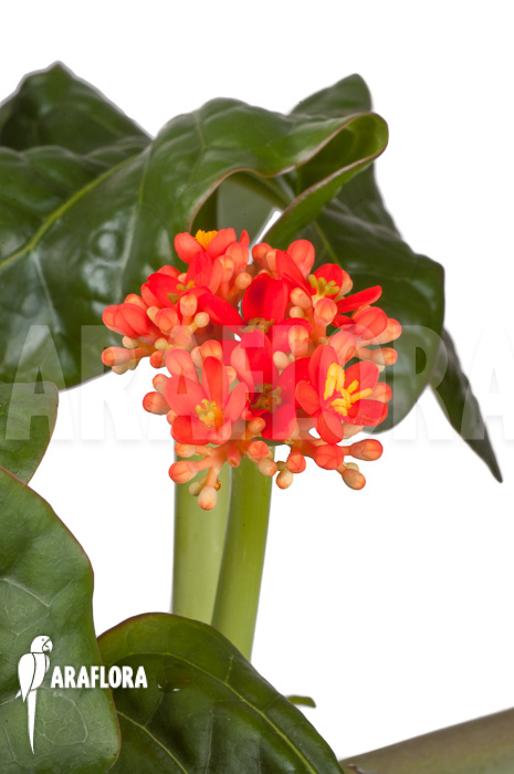 Jatropha podagrica flower