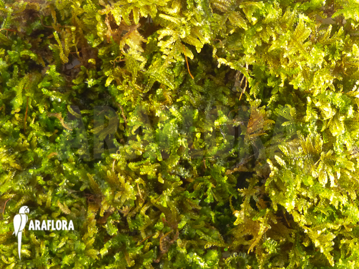 Java Mos Vesicularia dubyana small type