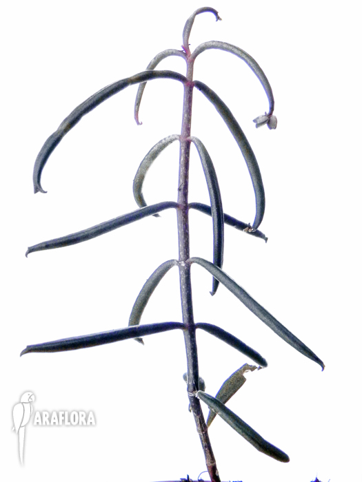 Kalanchoe beauverdii