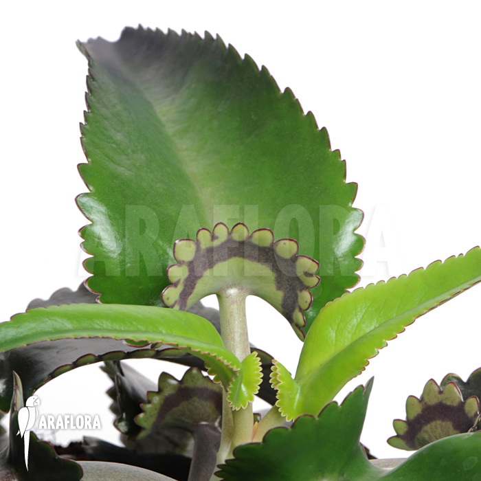 Kalanchoe daigremontiana