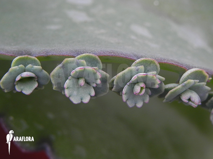 Kalanchoe daigremontiana