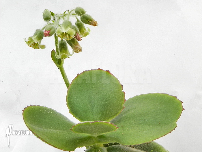 Kalanchoe tetraphylla
