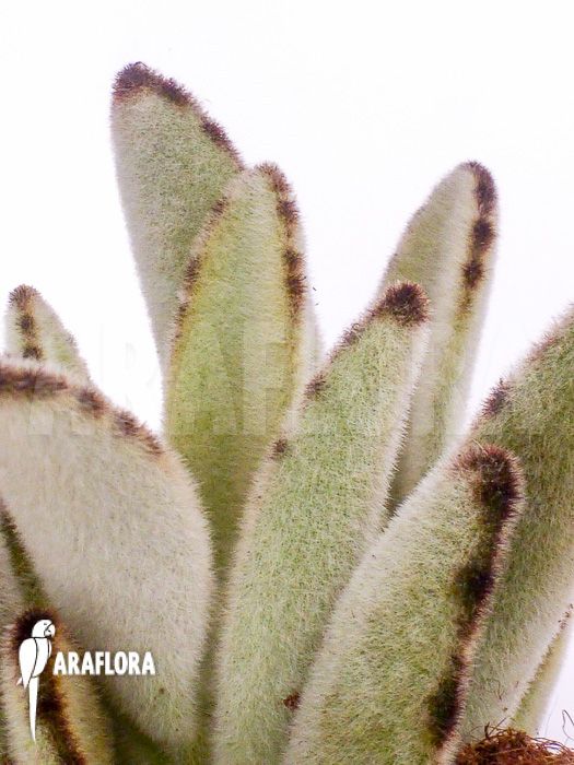 Kalanchoe tomentosa