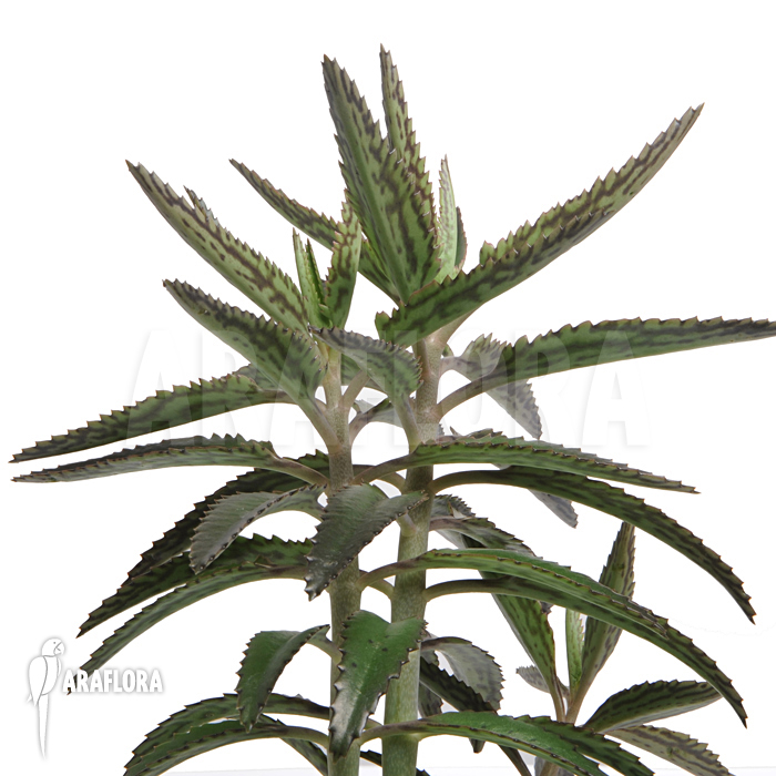 Kalanchoe x  daigremontana x tubiflora-3