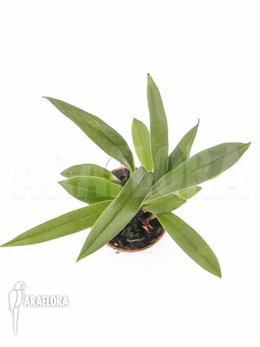 Kefersteinia graminea