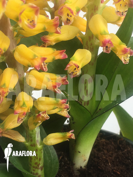 Lachenalia hybrid yellow