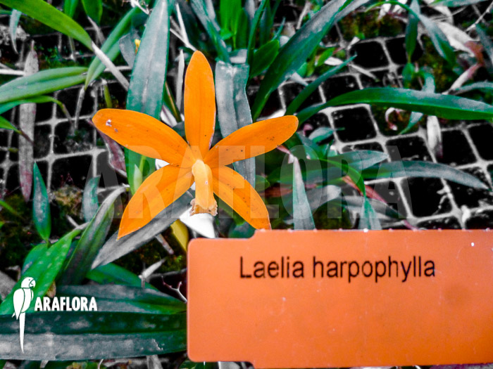 Laelia harpophylla