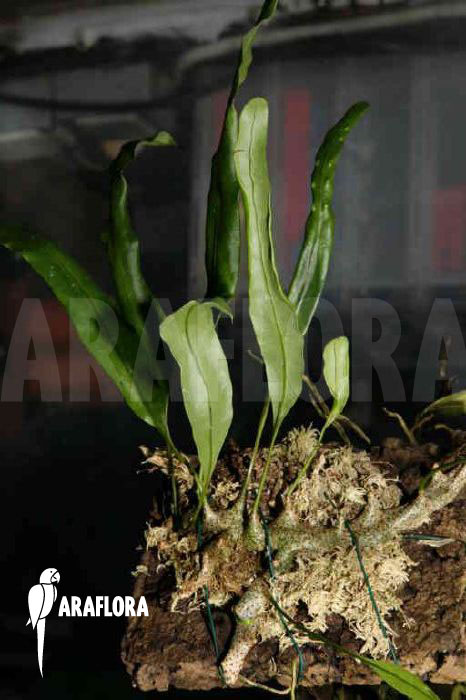 Lecanopteris sinuosa