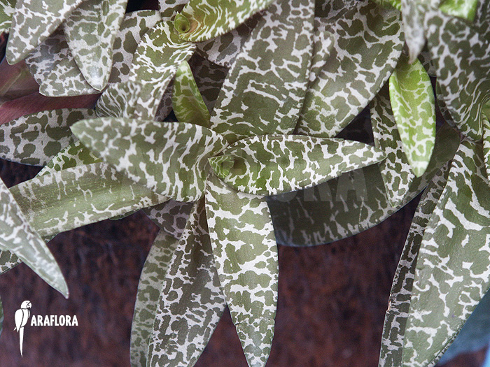 Ledebouria &lsquo;Scilla&rsquo; pauciflora small