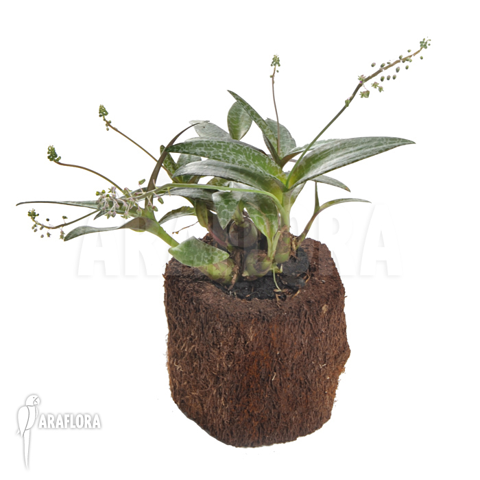 Ledebouria &lsquo;Scilla&rsquo; pauciflora small