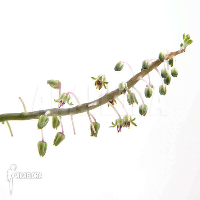 Ledebouria &lsquo;Scilla&rsquo; pauciflora small