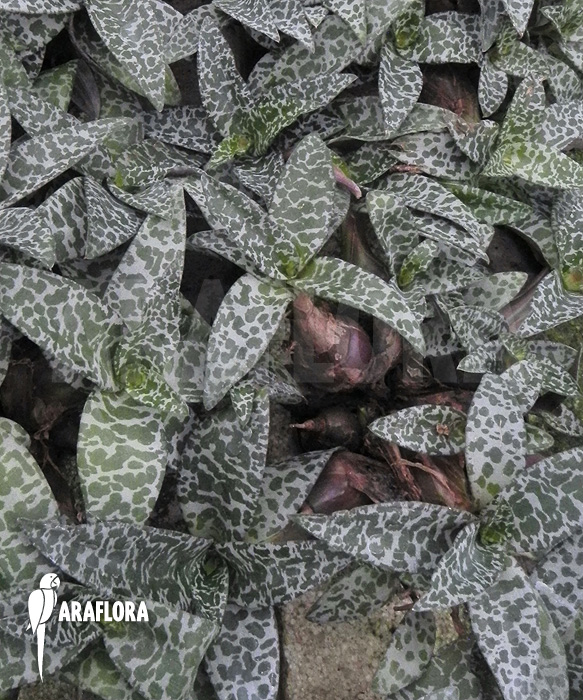 Ledebouria &lsquo;Scilla&rsquo; pauciflora small