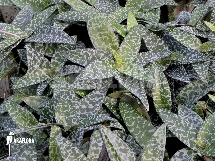 Ledebouria &lsquo;Scilla&rsquo; pauciflora small