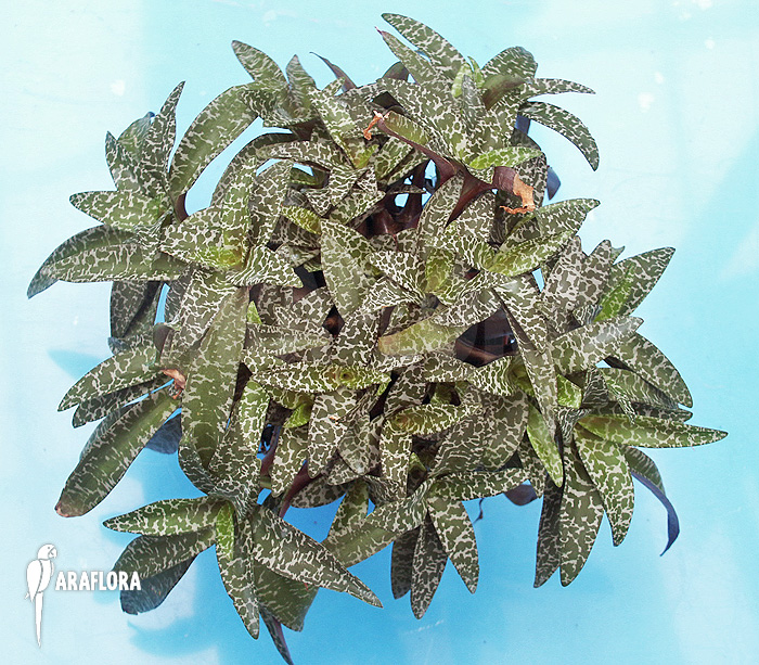 Ledebouria &lsquo;Scilla&rsquo; pauciflora small