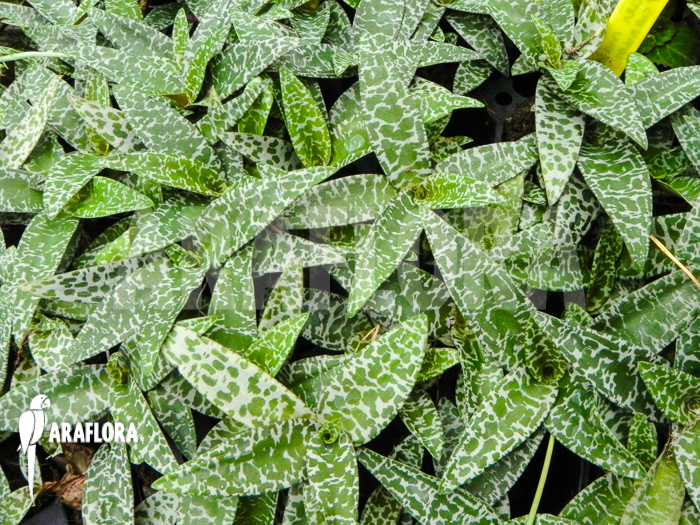 Ledebouria &lsquo;Scilla&rsquo; pauciflora small