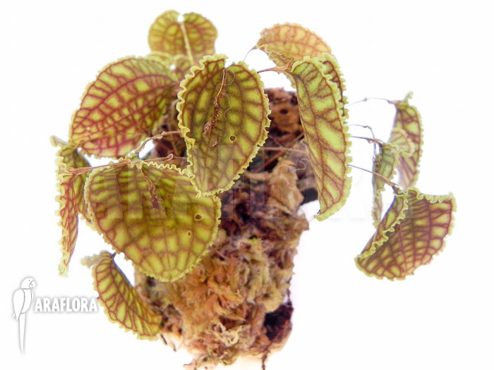 Lepanthes calodictyon