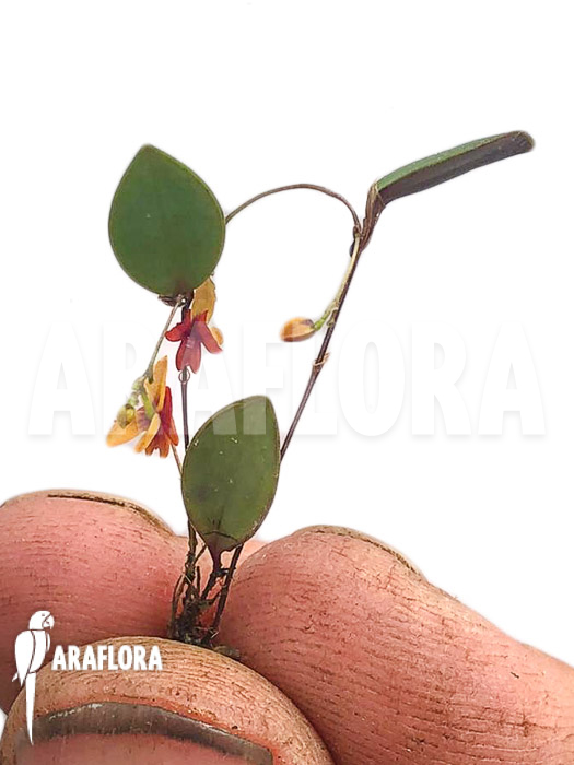 Lepanthes domingensis
