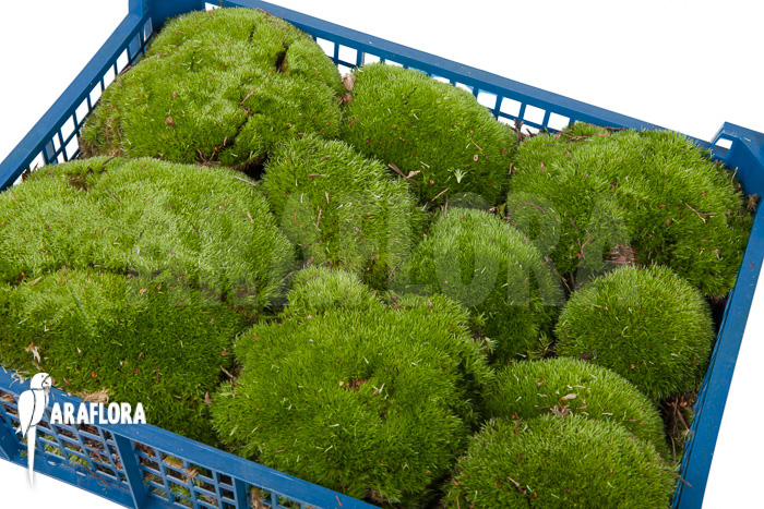 Leucobryum glaucum cradle &lsquo;Cushion moss&rsquo; XL