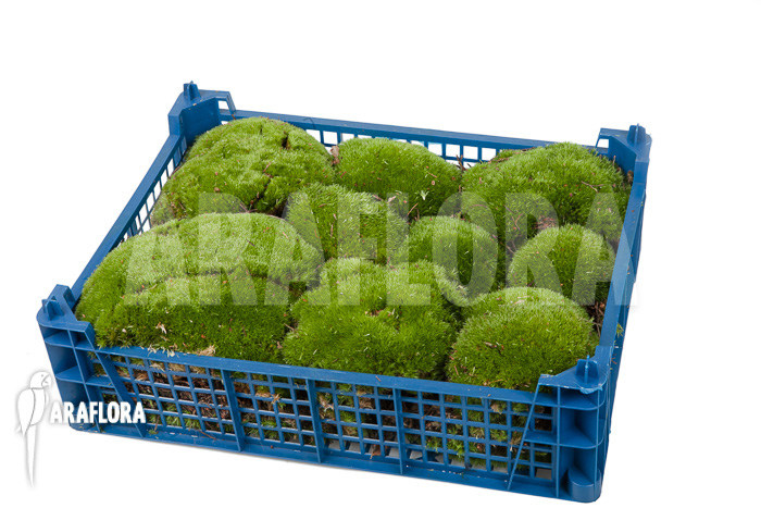 Leucobryum glaucum cradle &lsquo;Cushion moss&rsquo; XL