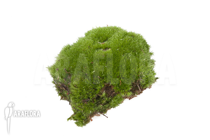 Leucobryum glaucum cradle &lsquo;Cushion moss&rsquo; piece