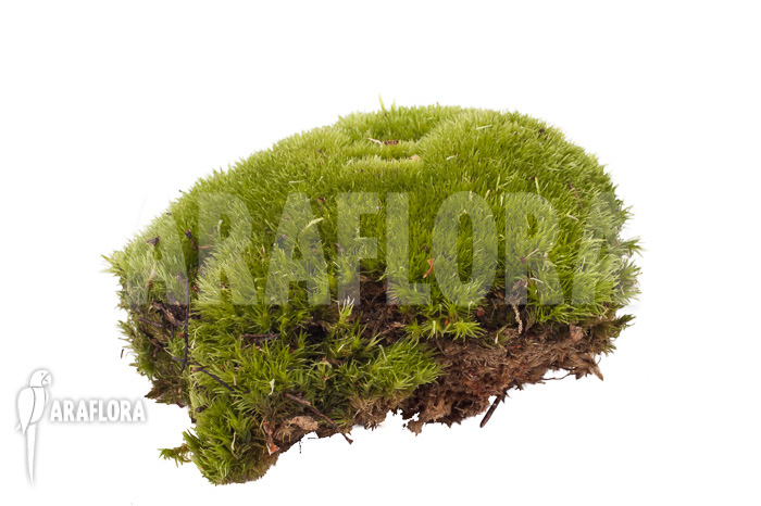 Leucobryum glaucum cradle &lsquo;Cushion moss&rsquo; piece